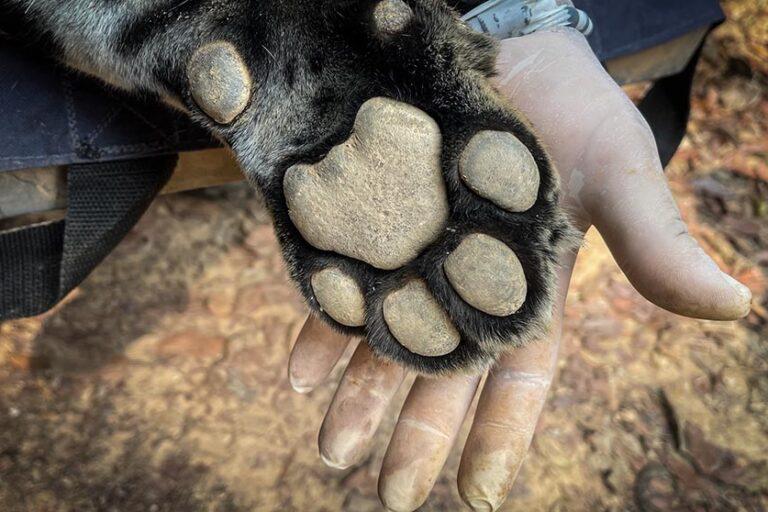 $!Pata de Xamã.