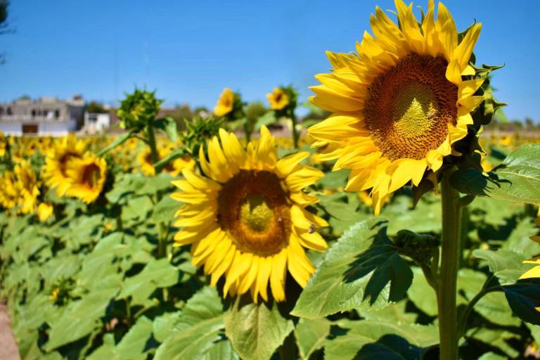 Debido a la pandemia del Covid, posponen la apertura del Campo de Girasoles en Mocorito