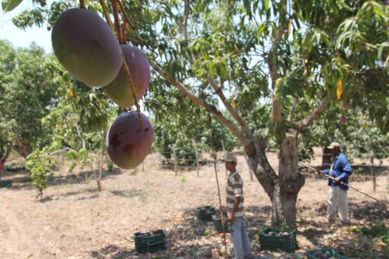 Falta de lluvias y valor del dólar afectaron temporada de mango en Sinaloa: AARB