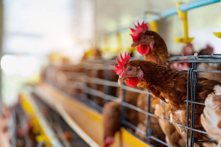 México suspende importación de productos avícolas de Brasil por influenza aviar