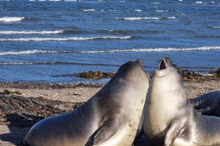 $!Cada año, entre octubre y abril, un equipo reducido de personas recorren toda la playa y la zona costera en busca de información sobre los elefantes marinos.
