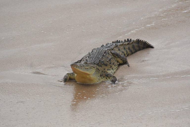 Capturan a cocodrilo que llegó a playas del malecón de Mazatlán