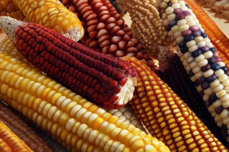 EU vende 133 mil toneladas de maíz a México para el periodo 2024-2025