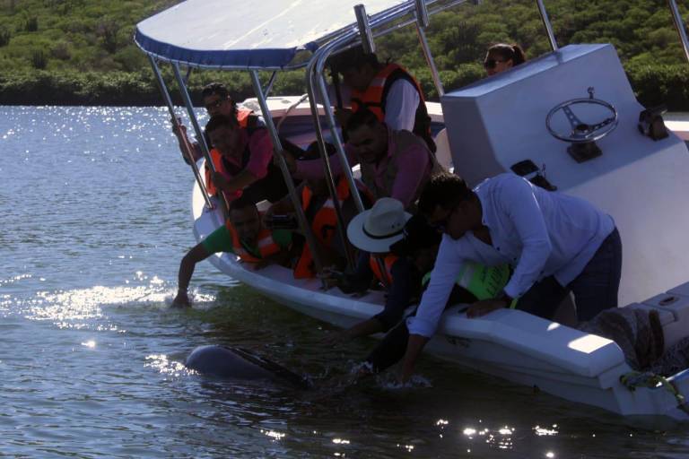 Tras recuperación del delfín ‘Pechocho’, reabren acceso a su caleta en Topolobampo