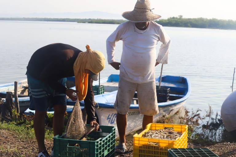 Reportan poca captura en el primer día de pesca del camarón