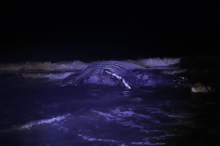 Ballena jorobada muere atrapada en chinchorro en las playas de Mazatlán