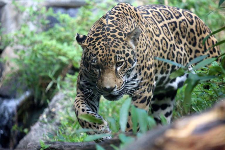 ¿Qué se está haciendo en Latinoamérica para salvar al felino más grande del Continente?