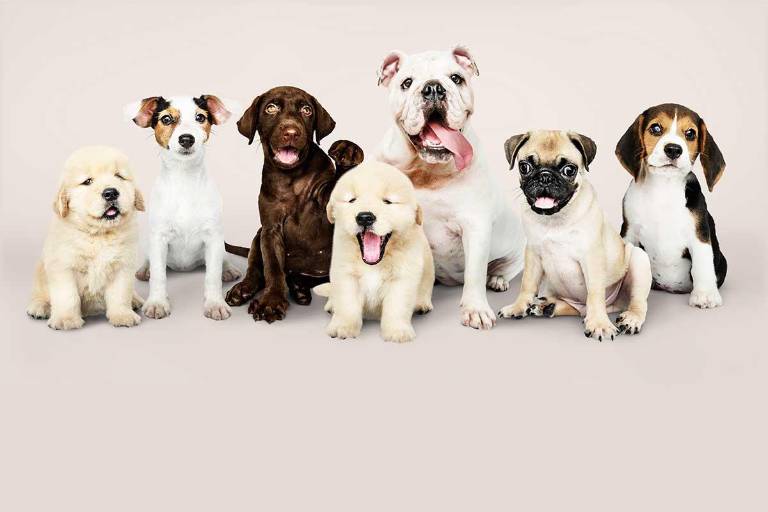 Día Mundial del Perro ¿momento de celebrar o de reflexionar?