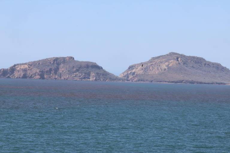 Intensifican monitoreo ante persistente marea roja en Mazatlán