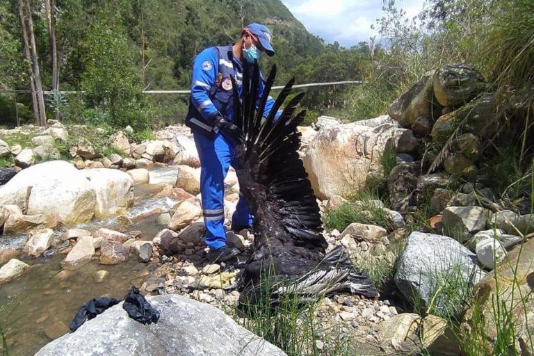 $!FOTOS | Disparos, envenenamiento y contaminación amenazan a los cóndores en Sudamérica