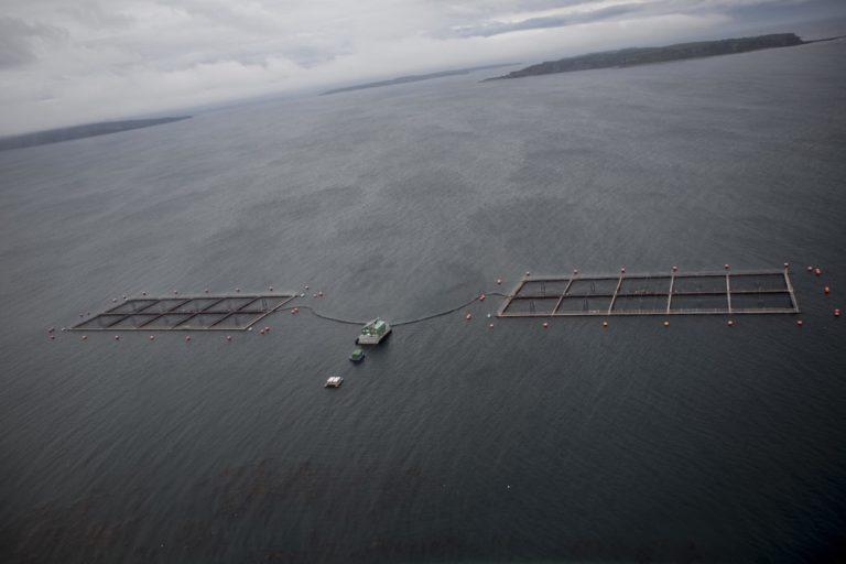 $!Nueva controversia en la industria salmonera chilena: autoridades suspenden condicionalmente proceso penal en contra de cuestionada empresa