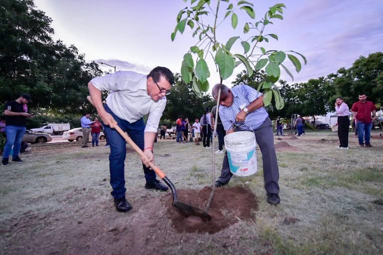 Lleva Gobierno de Mazatlán arriba del 60% la meta de arborización