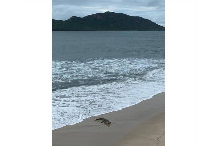 Sale un cocodrilo en la playa de Mazatlán, frente al malecón
