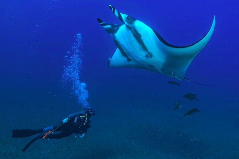 Parque Revillagigedo en México: un refugio para las mantas gigantes durante el fenómeno de El Niño