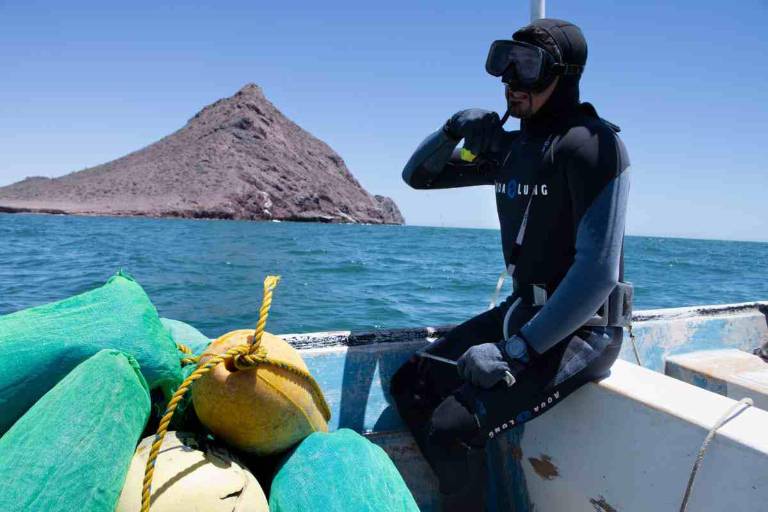 Una cooperativa busca repoblar el callo de hacha y restaurar el Mar de Cortés desde Bahía de Kino