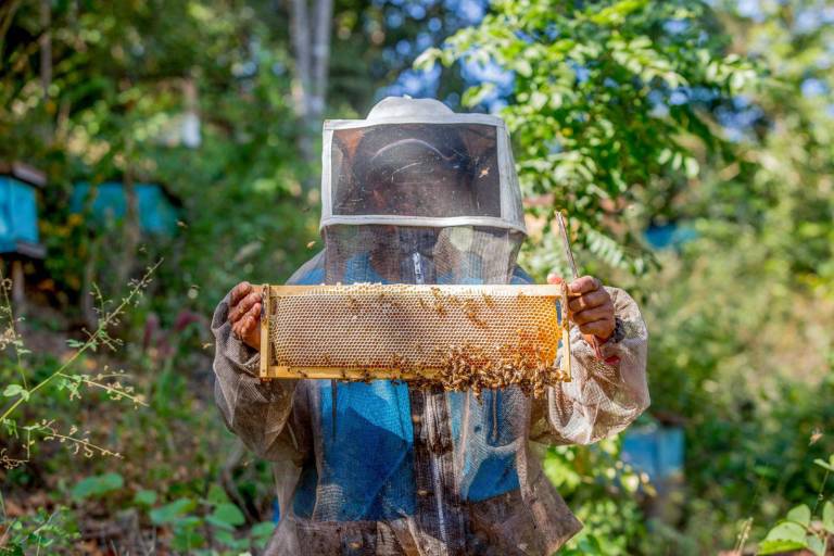 Es la actividad apícola una dulce tradición de México para el mundo; produce el País 57 mil 430 toneladas en 2024
