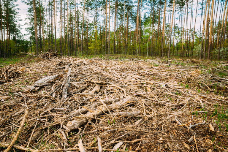 Día Mundial del Medio Ambiente: Urge detener la deforestación para mitigar la sequía