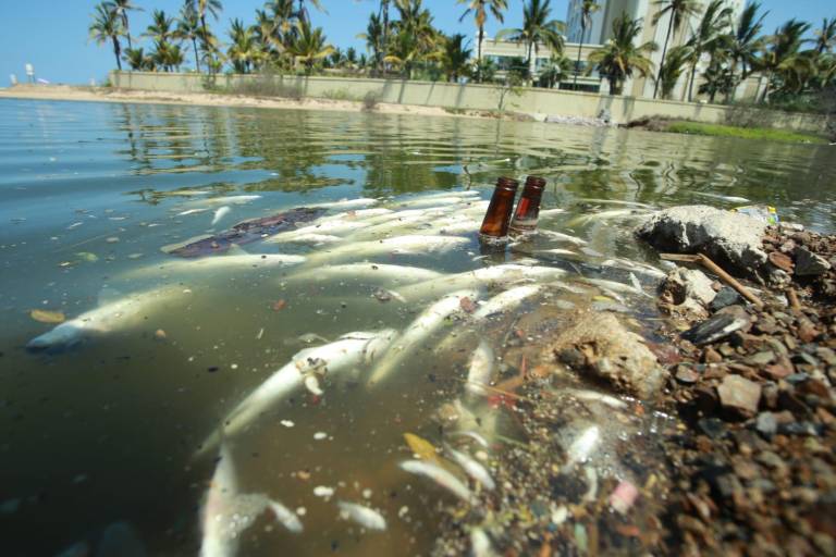 Aparecen peces muertos en el Estero del Yugo, al norte de Mazatlán