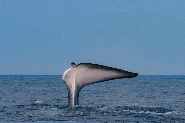$!Viajes de alto riesgo: ballenas enfrentan cada vez más peligros en sus rutas migratorias