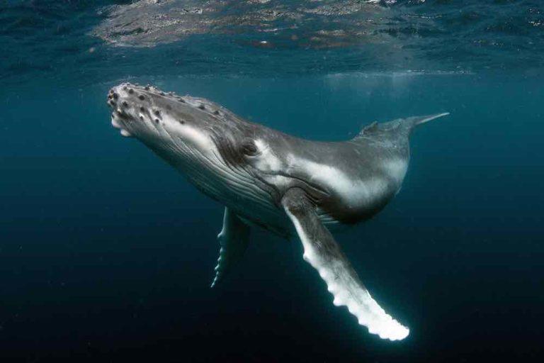 $!Viajes de alto riesgo: ballenas enfrentan cada vez más peligros en sus rutas migratorias
