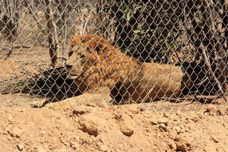 Prevén enviar desde Culiacán otros 45 felinos a la India