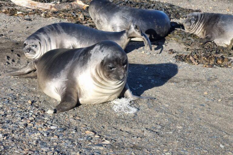 $!Unos 200 elefantes marinos se divisaron en Jackson durante el mes de diciembre 2024.