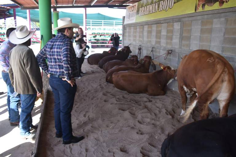 Concluyen Tianguis Ganadero de Sementales de Sinaloa