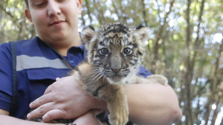 En el Zoológico de Culiacán nació un tigre de bengala y ya están por asignarle un nombre.