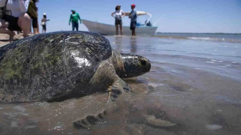Tortugas marinas en Sonora.