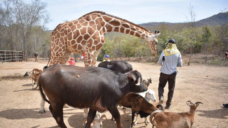 Jirafas, hipopótamos, elefantes, ciervos, aves exóticas y tigres forman parte de los animales rescatados.