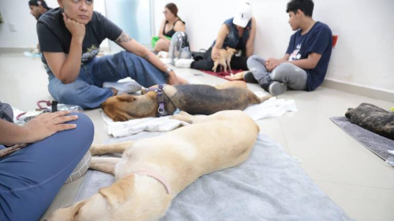 Durante el fin de semana se realizaron las atenciones a perros y gatos.