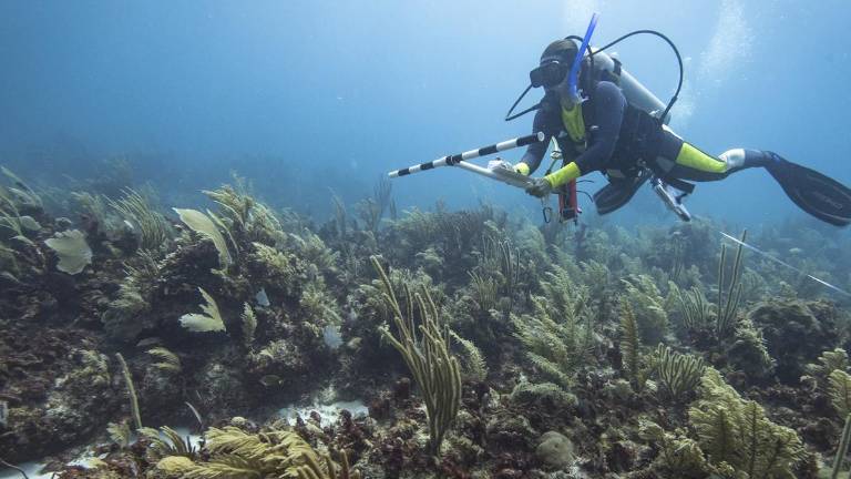 Al sumar fuerzas, pescadores y actores sociales trabajaron en la conformación de zonas de refugios pesqueros.