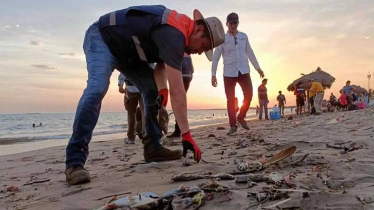 Coepriss retiró los peces muertos de las playas de Marivi, en Ahome.