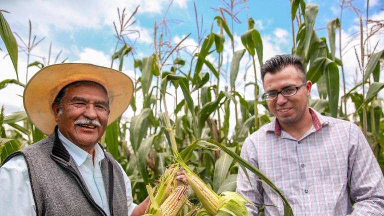 Para este 2025, México alcanzará la autosuficiencia de maíz blanco, estima la Sader.