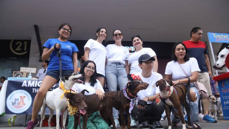 Amigos de los Animales se ha encargado por más de 25 años a ofrecer refugio a perros y gatos que han sufrido maltrato y/o abandono.