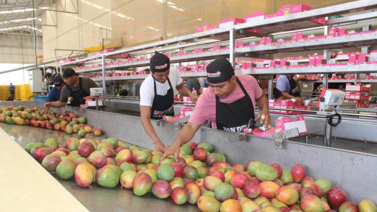 Empacadores y productores esperan que las lluvias registradas en el sur de Sinaloa permitan mejorar la calidad del mango.