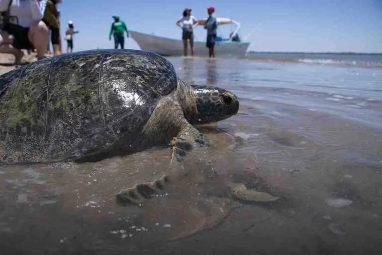 Cosme transformó su vida y la de Bahía de Kino tras conocer el llanto de las tortugas; ahora cuida a 900
