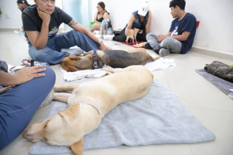 En Mazatlán, realizan 200 cirugías de esterilización de mascotas