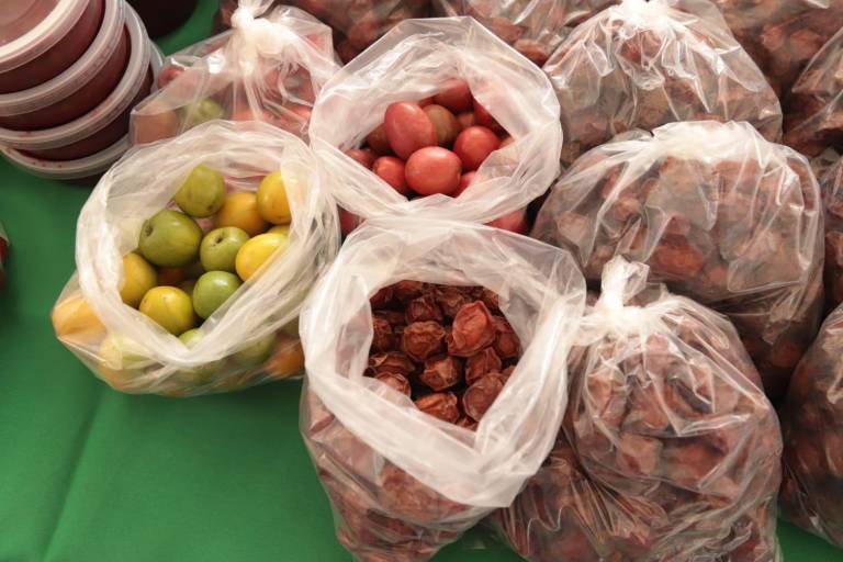 Sequía pega duro a los productores de ciruela y sus cosechas disminuyen considerablemente