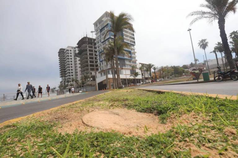 Daño estructural y riesgo de colapso fueron las causas para retirar las palmeras en Paseo Claussen, señala Ecología