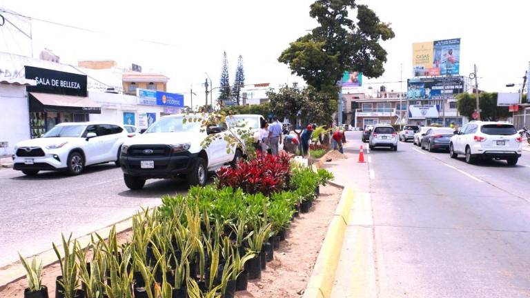 Con una gran variedad de flora es restaurado el camellón de la Avenida La Marina.