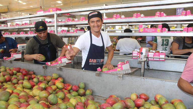 Juan Luis empaca esperanza en cada caja de mango para el futuro de sus hijos.