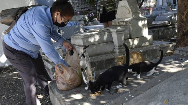 La señora Zaida visita casi a diario a los gatos que viven en el panteón Civil de Culiacán.