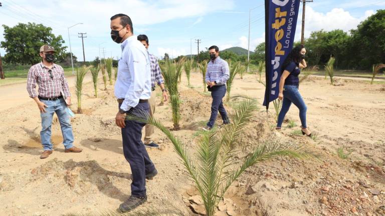 Personal de la empresa en la zona donde fueron plantadas las palmeras.