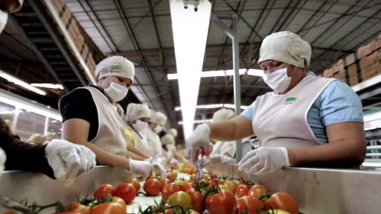 El sector hortícola es de los principales generadores de empleo en Sinaloa.