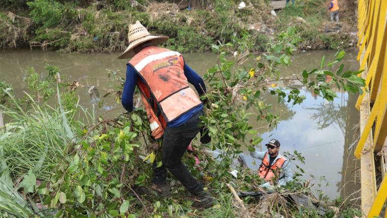 Colectivos y vecinos se organizan para proteger el mangle del Arroyo Jabalines, en Mazatlán, donde trabajadores municipales realizaron una intervención el sábado.