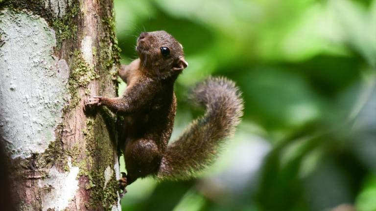 Microsciurus sp. Ardilla enana.