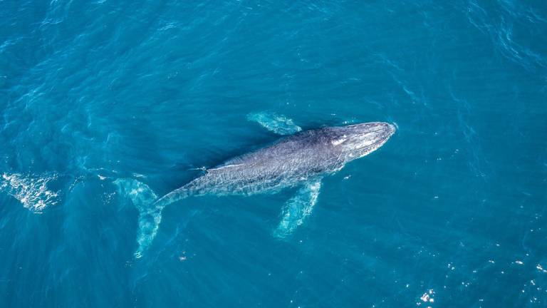 Oceana, Greenpeace y Centro para la Diversidad Biológica pide a aspirantes a la Presidencia de México a comprometerse al cuidado de los océanos.