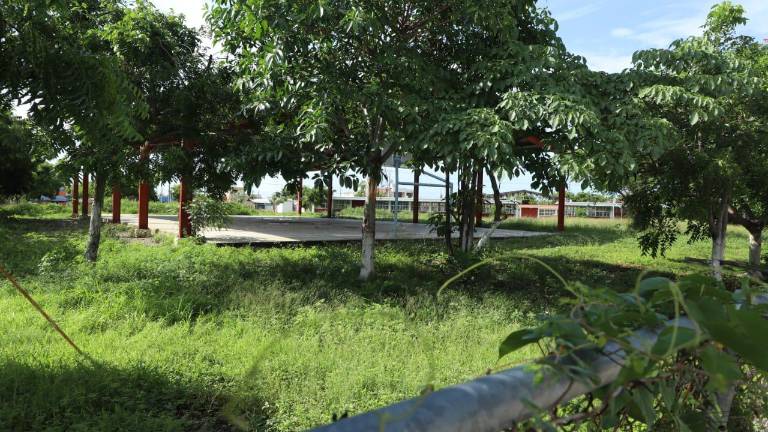 Las escuelas se encuentran llenas de maleza.