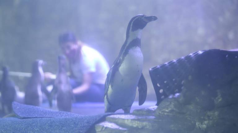 Pingüinos.